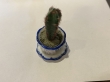 4665 cactus