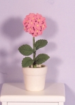X 3663 plant in pot rose 