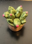 X 3642 cactus