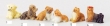 AZ Honden