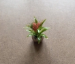 plantje klein rode bloem 