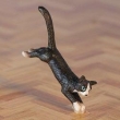 DHE6854 springende kat 