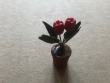 AMs1 rode tulpen 