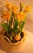 SA daffodils 