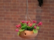 Hanging basket rose